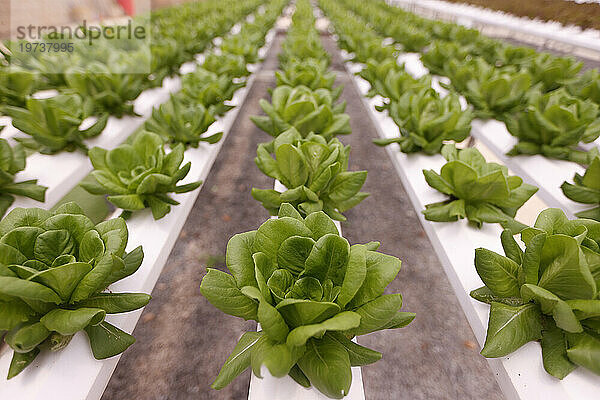 Salatreihen in einem Gewächshaus  Bio-Hydrokultur-Gemüsefarm  Dalat  Vietnam  Indochina  Südostasien  Asien