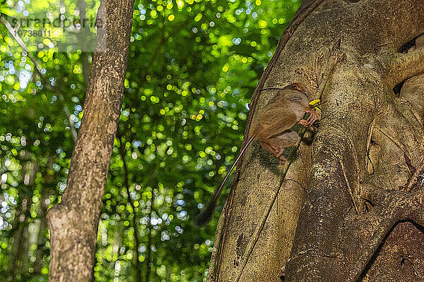 Ein Gursky-Spektralmaki (Tarsius Spectrumgurskyae)  der eine Heuschrecke im Naturschutzgebiet Tangkoko Batuangus  Sulawesi  Indonesien  Südostasien  Asien frisst