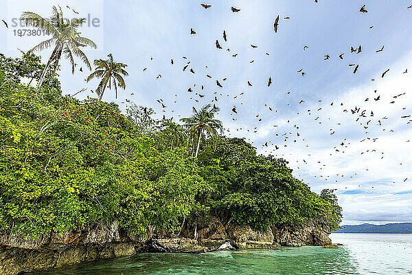 Gewöhnlicher Röhrennasenflughund (Nyctimene albiventer)  in der Luft über Pulau Panaki  Raja Ampat  Indonesien  Südostasien  Asien