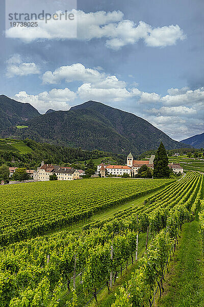 Weinberg rund um das Kloster Neustift  im Sommer. Kloster Neustift  Brixen  Südtirol  Italien  Europa