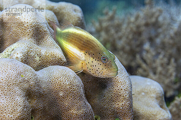 Ein ausgewachsener sommersprossiger Habichtsfisch (Paracirrhites forsteri) vor der Insel Bangka  in der Nähe von Manado  Sulawesi  Indonesien  Südostasien  Asien