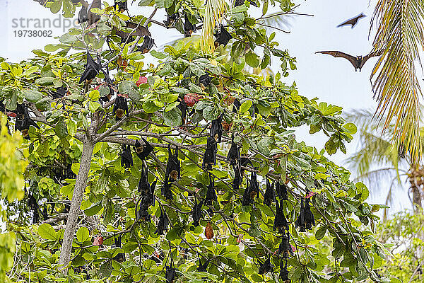 Gewöhnlicher Röhrennasenflughund (Nyctimene albiventer)  Schlafplatz auf Pulau Panaki  Raja Ampat  Indonesien  Südostasien  Asien