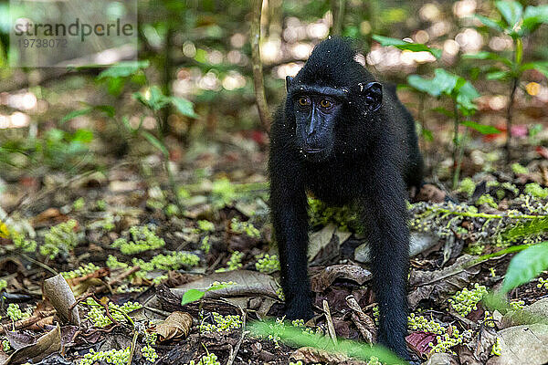 Junger Schopfmakak (Macaca nigra)  auf Nahrungssuche im Naturschutzgebiet Tangkoko Batuangus  Sulawesi  Indonesien  Südostasien  Asien