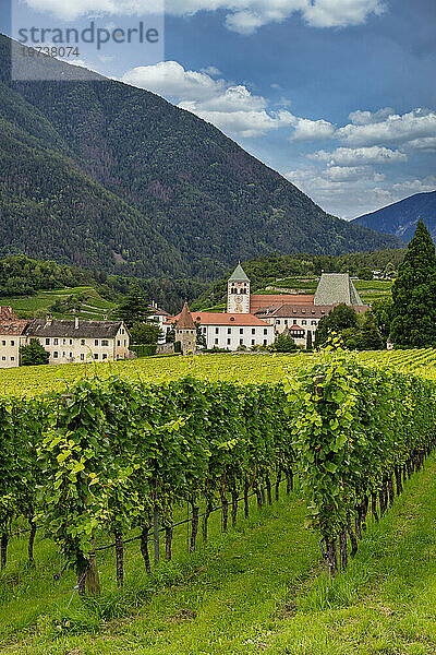 Weinberg rund um das Kloster Neustift  im Sommer. Kloster Neustift  Brixen  Südtirol  Italien  Europa