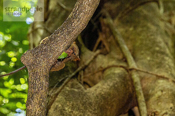 Ein Gursky-Spektralmaki (Tarsius Spectrumgurskyae)  der eine Heuschrecke im Naturschutzgebiet Tangkoko Batuangus  Sulawesi  Indonesien  Südostasien  Asien frisst