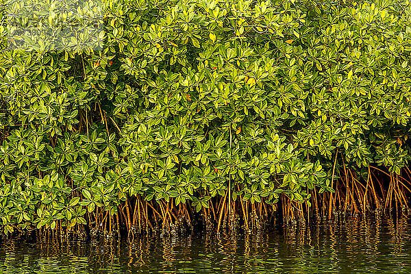 Mangroven auf einer Wasserstraße in Saloum  Senegal  Westafrika  Afrika