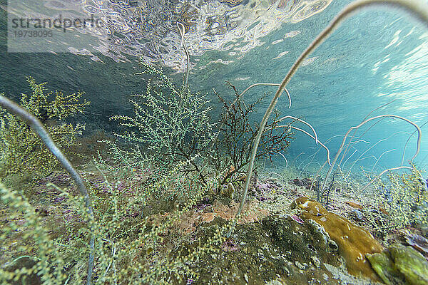 Reichhaltiges Leben im kristallklaren Wasser in den flachen Riffen vor Freewin Wall  in der Nähe der Insel Waigeo  Raja Ampat  Indonesien  Südostasien  Asien