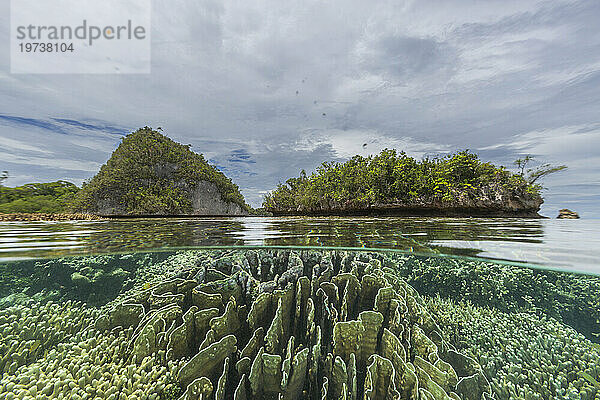 Oben und unten Foto im kristallklaren Wasser in den flachen Riffen vor Wayag Bay  Raja Ampat  Indonesien  Südostasien  Asien