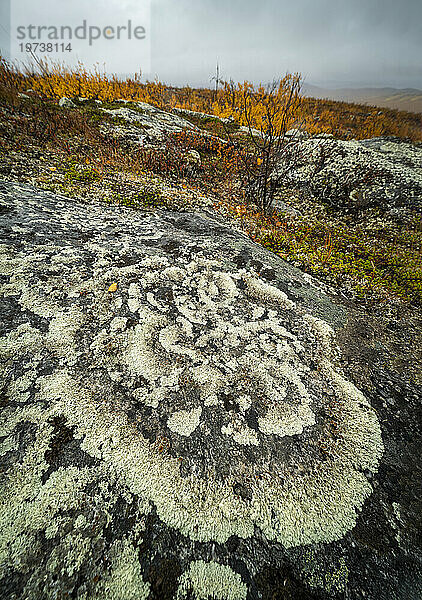 Mit Flechten bedeckter Felsen  Finnland  Europa