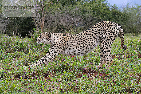 Junger südostafrikanischer Gepard (Acinonyx jubatus jubatus) streckt sich in der Savanne  Provinz Kwazulu Natal  Südafrika  Afrika