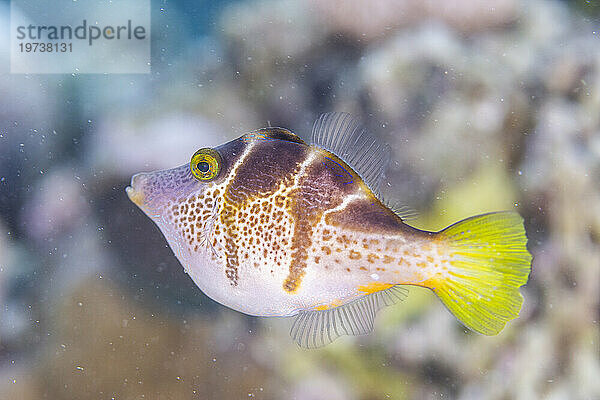 Ein ausgewachsener Feilenfisch (Paraluteres prionurus) vor der Insel Bangka  in der Nähe von Manado  Sulawesi  Indonesien  Südostasien  Asien