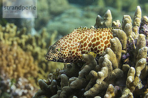 Ein erwachsener Wabenzackenbarsch (Epinephelus merra) vor der Insel Bangka  in der Nähe von Manado  Sulawesi  Indonesien  Südostasien  Asien