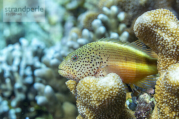 Ein ausgewachsener sommersprossiger Habichtsfisch (Paracirrhites forsteri) vor der Insel Bangka  in der Nähe von Manado  Sulawesi  Indonesien  Südostasien  Asien