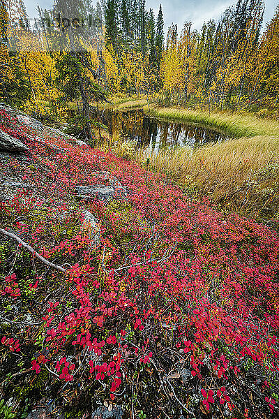 Nördliche Heidelbeere (Vaccinium uliginosum)  Moor- und Kiefernwald  Muonio  Lappland  Finnland  Europa