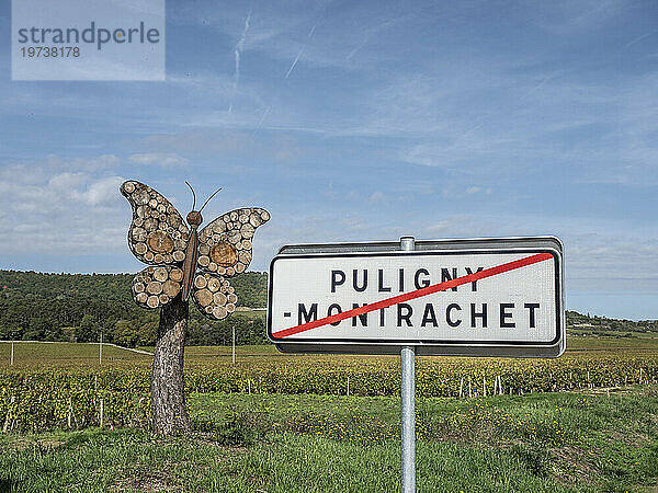 Weinberge von Puligny Montrachet  Route des Grands Crus  Côte d'Or  Burgund  Frankreich  Europa