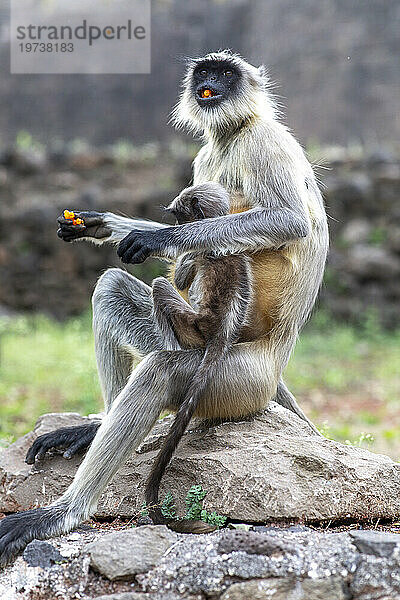 Affenweibchen mit Baby essen Süßigkeiten in Daulatabad  Maharashtra  Indien  Asien