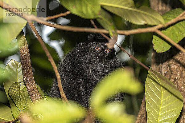 Ein ausgewachsener Schopfmakak (Macaca nigra) auf Nahrungssuche im Naturschutzgebiet Tangkoko Batuangus  Sulawesi  Indonesien  Südostasien