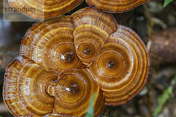 Gelbstämmiger Mikroporling (Microporus xanthopus)  wächst auf der Insel Waigeo  Raja Ampat  Indonesien  Südostasien  Asien