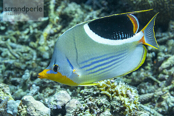 Ein erwachsener Sattelfalterfisch (Chaetodon ephippium)  vor der Insel Kri  Raja Ampat  Indonesien  Südostasien  Asien