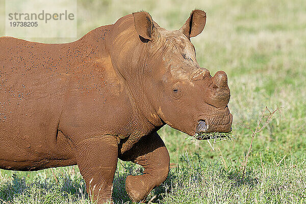 Breitmaulnashorn (Breitmaulnashorn) (Quadratnashorn) (Ceratotherium simum) bedeckt mit roter Erde  Provinz Kwazulu Natal  Südafrika  Afrika