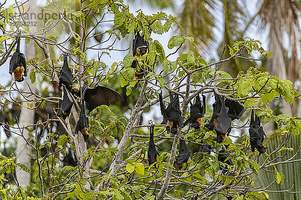 Gewöhnlicher Röhrennasenflughund (Nyctimene albiventer)  Schlafplatz auf Pulau Panaki  Raja Ampat  Indonesien  Südostasien  Asien