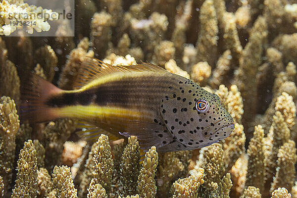 Ein ausgewachsener sommersprossiger Habichtsfisch (Paracirrhites forsteri) vor der Insel Bangka  in der Nähe von Manado  Sulawesi  Indonesien  Südostasien  Asien