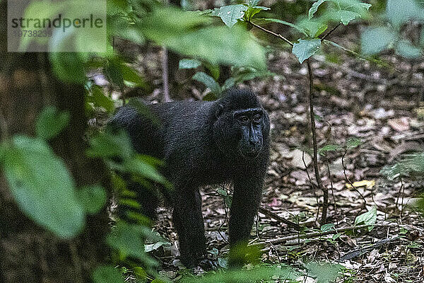 Ein erwachsener männlicher Celebes-Schonkopfmakak (Macaca nigra)  der im Tangkoko Batuangus Nature Reserve  Sulawesi  Indonesien  Südostasien  Asien auf Nahrungssuche geht