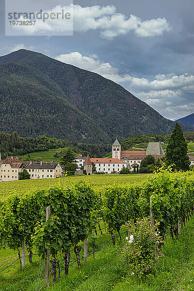 Weinberg rund um das Kloster Neustift  im Sommer. Kloster Neustift  Brixen  Südtirol  Italien  Europa