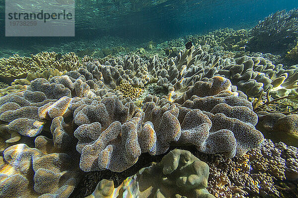 Reichhaltiges Leben im kristallklaren Wasser in den flachen Riffen vor Freewin Wall  in der Nähe der Insel Waigeo  Raja Ampat  Indonesien  Südostasien  Asien