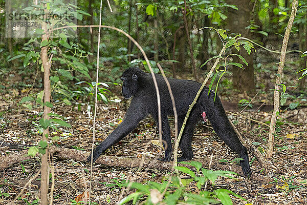 Junger Schopfmakak (Macaca nigra)  auf Nahrungssuche im Naturschutzgebiet Tangkoko Batuangus  Sulawesi  Indonesien  Südostasien  Asien