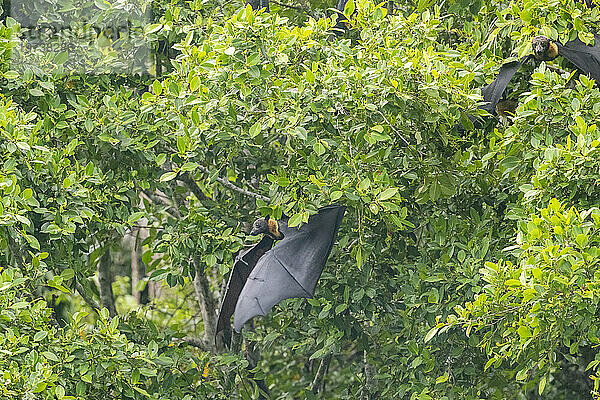 Gewöhnlicher Röhrennasenflughund (Nyctimene albiventer)  in der Luft auf Pulau Panaki  Raja Ampat  Indonesien  Südostasien  Asien