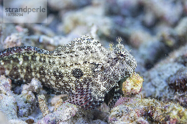 Ein erwachsener Juwelenschleimfisch (Salarias fasciatus) vor der Insel Bangka  in der Nähe von Manado  Sulawesi  Indonesien  Südostasien  Asien