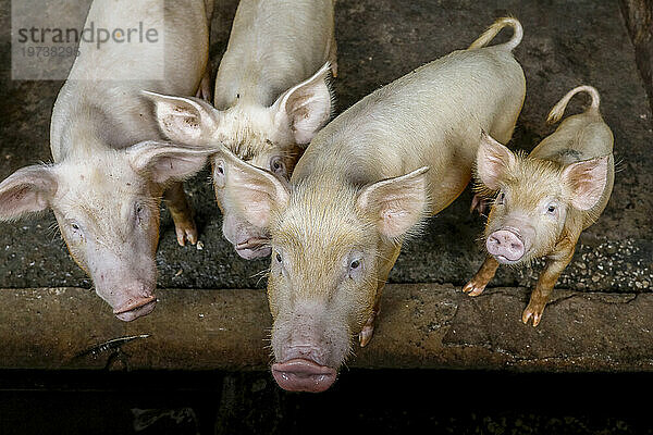 Schweine aufgezogen in Nguekhokh  Senegal  Westafrika  Afrika