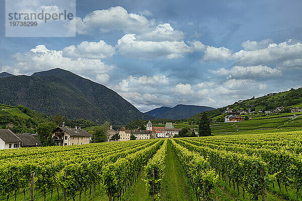 Weinberg rund um das Kloster Neustift  im Sommer. Kloster Neustift  Brixen  Südtirol  Italien  Europa