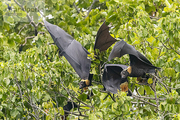 Gewöhnlicher Röhrennasenflughund (Nyctimene albiventer) in der Luft über Pulau Panaki  Raja Ampat  Indonesien  Südostasien  Asien