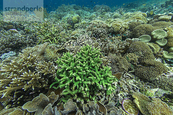 Reichhaltiges Leben im kristallklaren Wasser in den flachen Riffen vor Sandy Beach  Manta Point  Raja Ampat  Indonesien  Südostasien  Asien