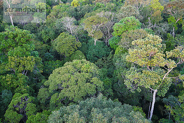 Blick über das Blätterdach des Adolpho Ducke Forest Reserve  Manaus  Bundesstaat Amazonien  Brasilien  Südamerika