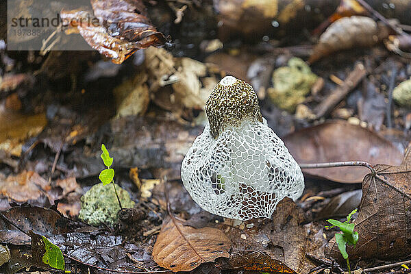 Brautschleierstinkhorn (Phallus indusiatus)  wächst auf der Insel Waigeo  Raja Ampat  Indonesien  Südostasien  Asien