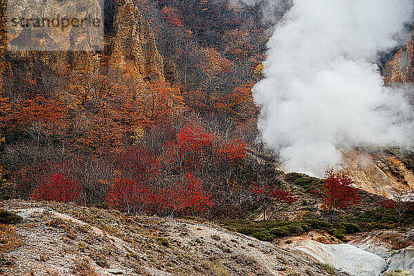 Steep walls  autumn gold and red trees with steam from a volcanic hot spring  Hell Valley  Noboribetsu  Hokkaido  Japan  Asia