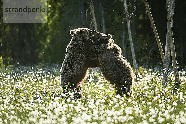 Eurasischer Braunbär (Ursus arctos arctos) unter erwachsenen Tieren spielt kämpfend auf der Wollgraswiese  Finnland  Europa