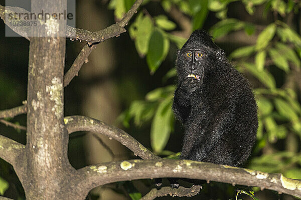 Ein ausgewachsener Schopfmakak (Macaca nigra) auf Nahrungssuche im Naturschutzgebiet Tangkoko Batuangus  Sulawesi  Indonesien  Südostasien