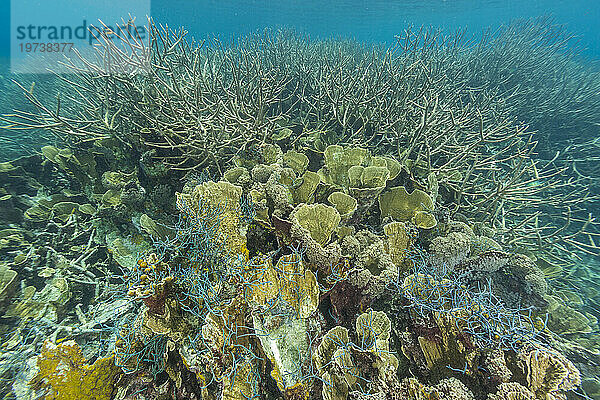 Fischernetz eingebettet in die Koralle im kristallklaren Wasser in den flachen Riffen vor Wayag Bay  Raja Ampat  Indonesien  Südostasien  Asien