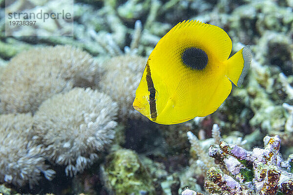 Ein erwachsener Spiegelfalterfisch (Chaetodon speculum)  vor der Insel Kri  Raja Ampat  Indonesien  Südostasien  Asien