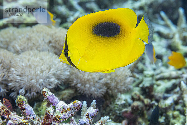 Ein erwachsener Spiegelfalterfisch (Chaetodon speculum)  vor der Insel Kri  Raja Ampat  Indonesien  Südostasien  Asien