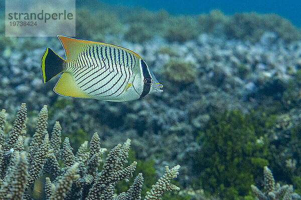 Ein erwachsener Chevron-Falterfisch (Chaetodon trifascialis)  vor der Insel Bangka  in der Nähe von Manado  Sulawesi  Indonesien  Südostasien  Asien