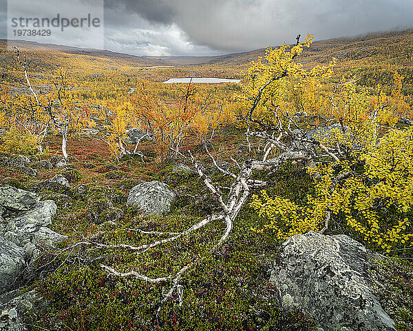 Blick auf Hänge-Birke (Betula pendula) und Fjells  Herbstfärbung  Norwegen  Skandinavien  Europa