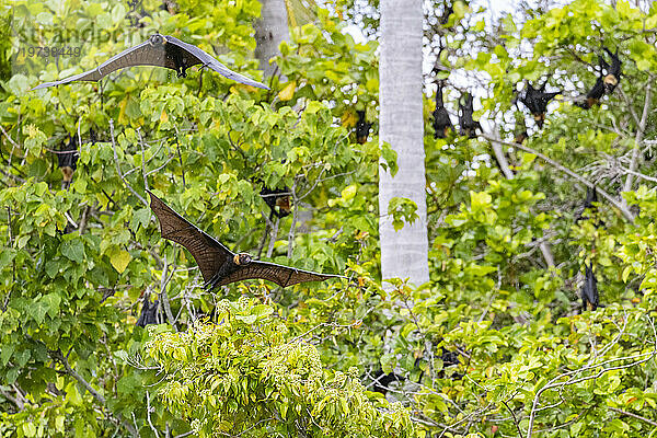 Gewöhnlicher Röhrennasenflughund (Nyctimene albiventer)  in der Luft auf Pulau Panaki  Raja Ampat  Indonesien  Südostasien  Asien