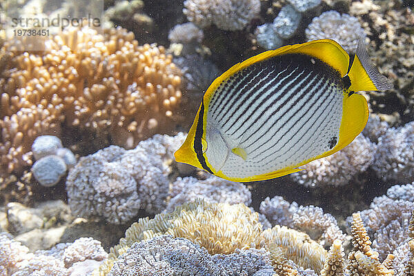 Ein ausgewachsener Schwarzrücken-Falterfisch (Chaetodon melannotus) vor der Insel Bangka  in der Nähe von Manado  Sulawesi  Indonesien  Südostasien  Asien