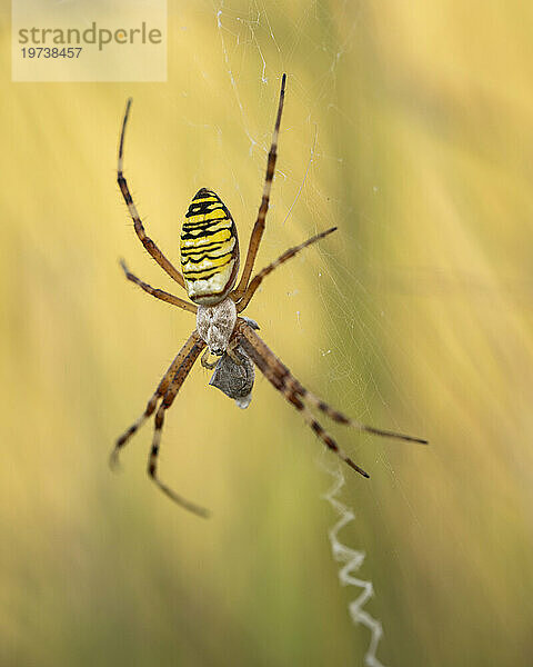 Wespenspinne (Argiope bruennichi) im Netz zwischen langem Gras  Elmley Nature Reserve  Isle of Sheppey  Kent  England  Vereinigtes Königreich  Europa