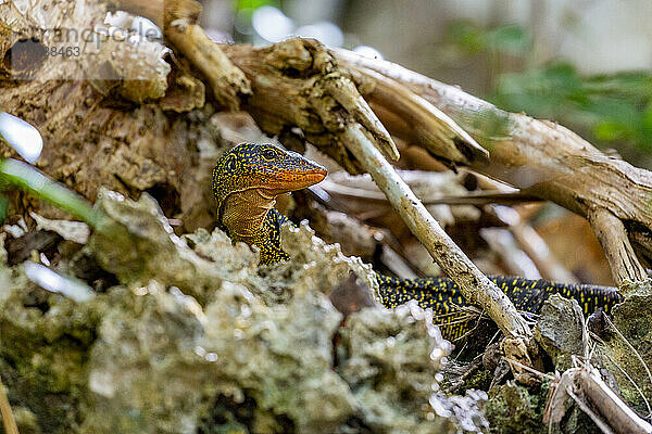 Ein erwachsener Mangrovenwaran (Varanus indicus) auf der Suche nach Nahrung in der Wayag Bay  Raja Ampat  Indonesien  Südostasien  Asien